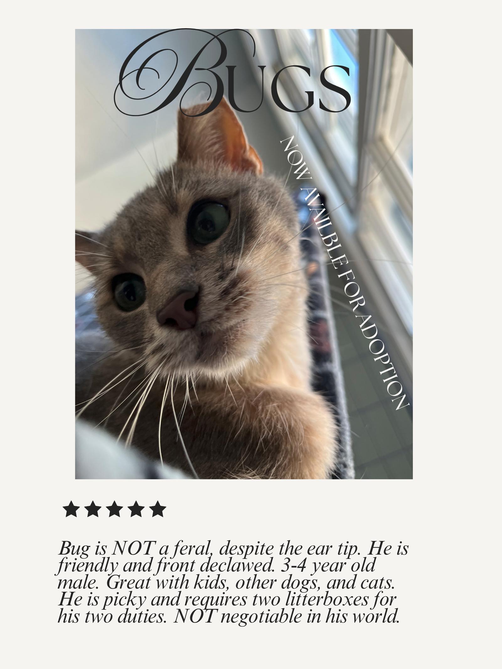 Bugs - NH, Adoptable, Adult Male Domestic Short Hair.