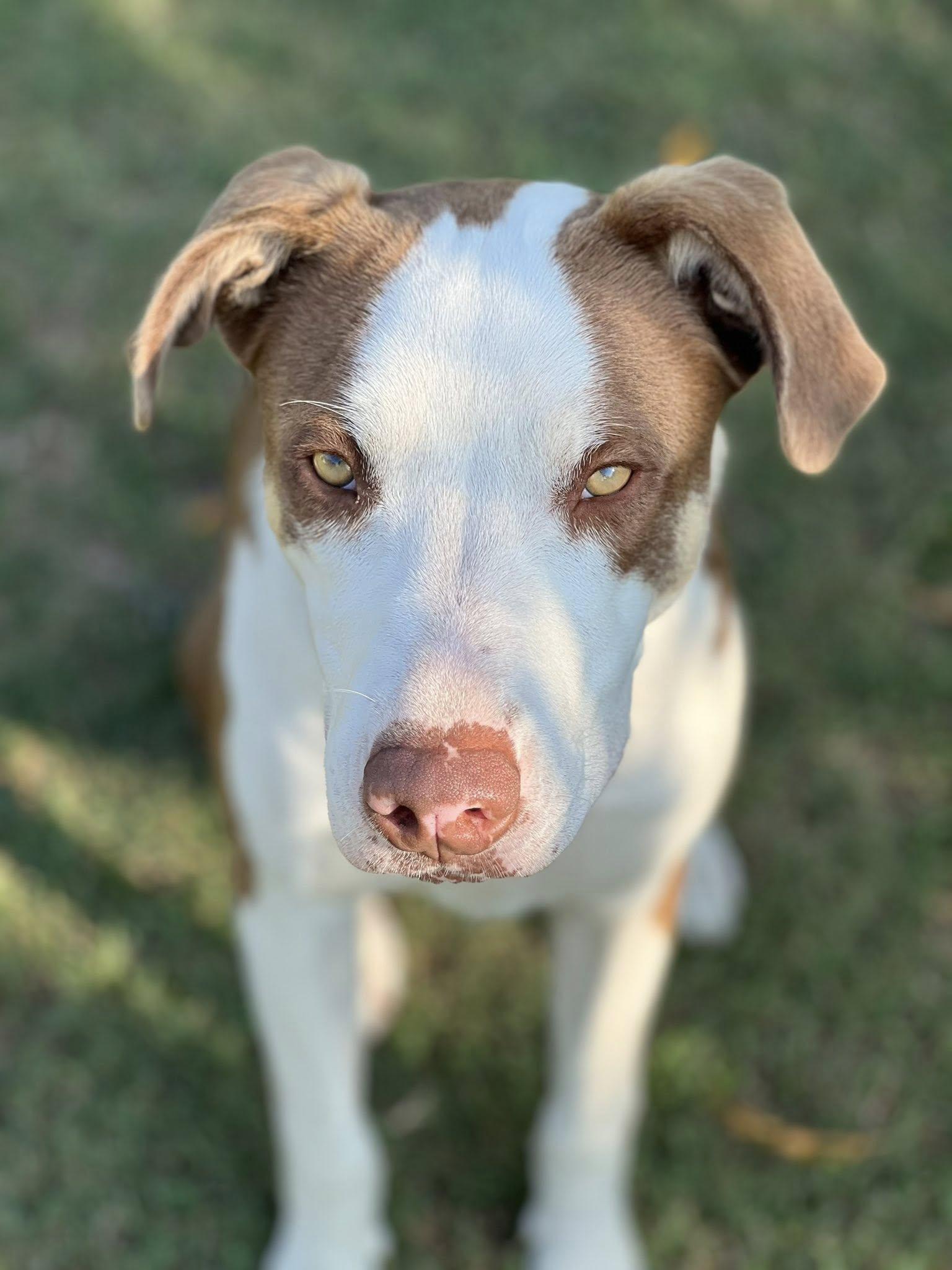 Rex, Adoptable, Adult Male Hound & Pit Bull Terrier.