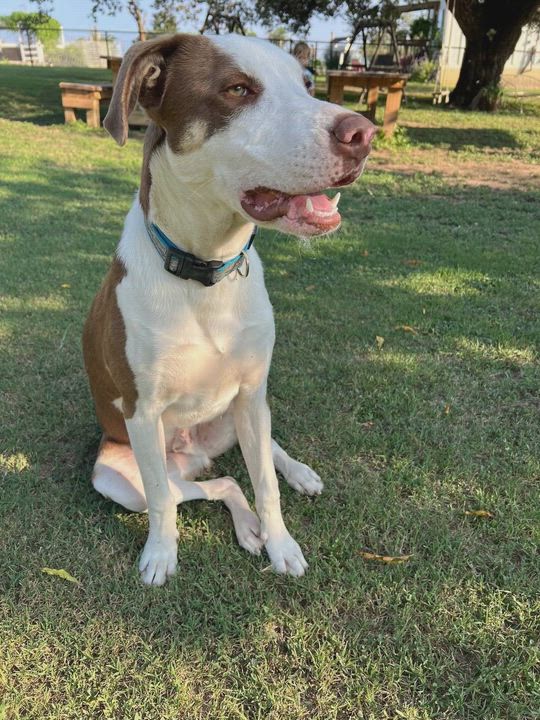 Enlarge Rex, a Adoptable mixed breed in San Saba, TX video 4/4