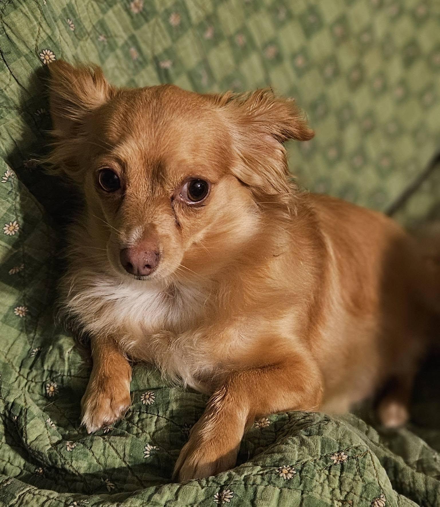 Winston, Adoptable, Adult Male Mixed Breed.