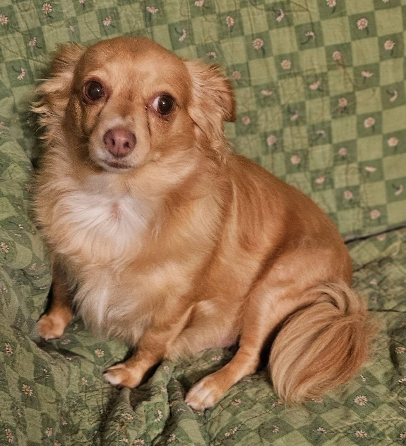 Winston, a Adoptable Mixed Breed in Fairmont, WV image 2/3