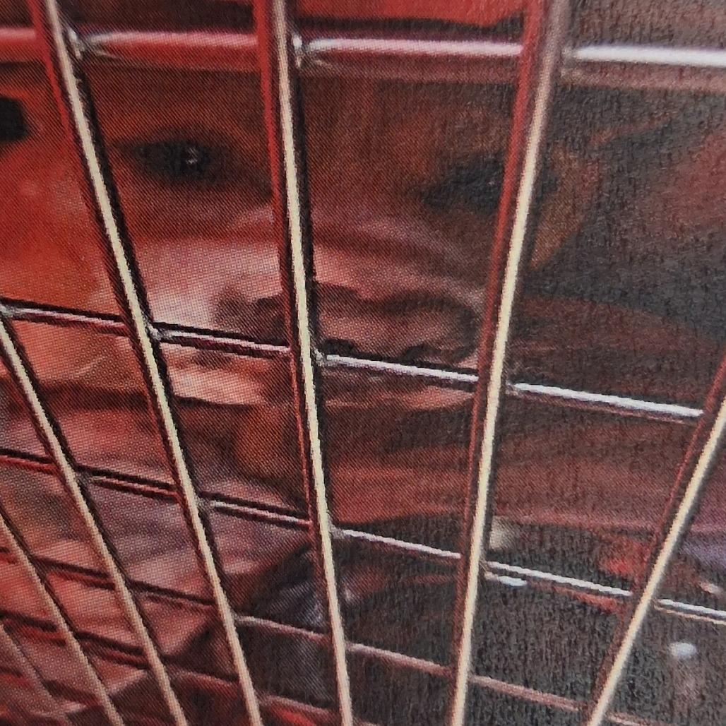 Navy Bean, Adoptable, Adult Female Mixed Breed & Mixed Breed.