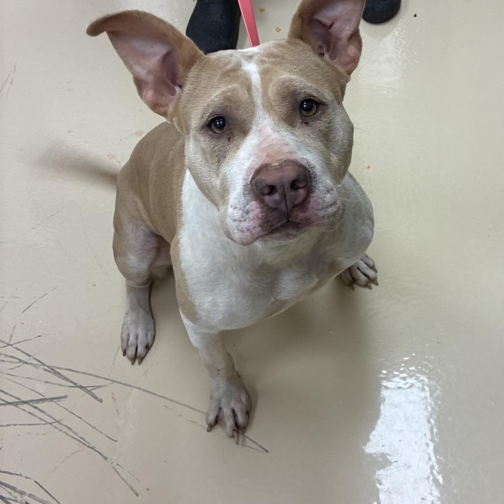 Enlarge Navy Bean, a Adoptable mixed breed in Winston-Salem, NC image 2/2
