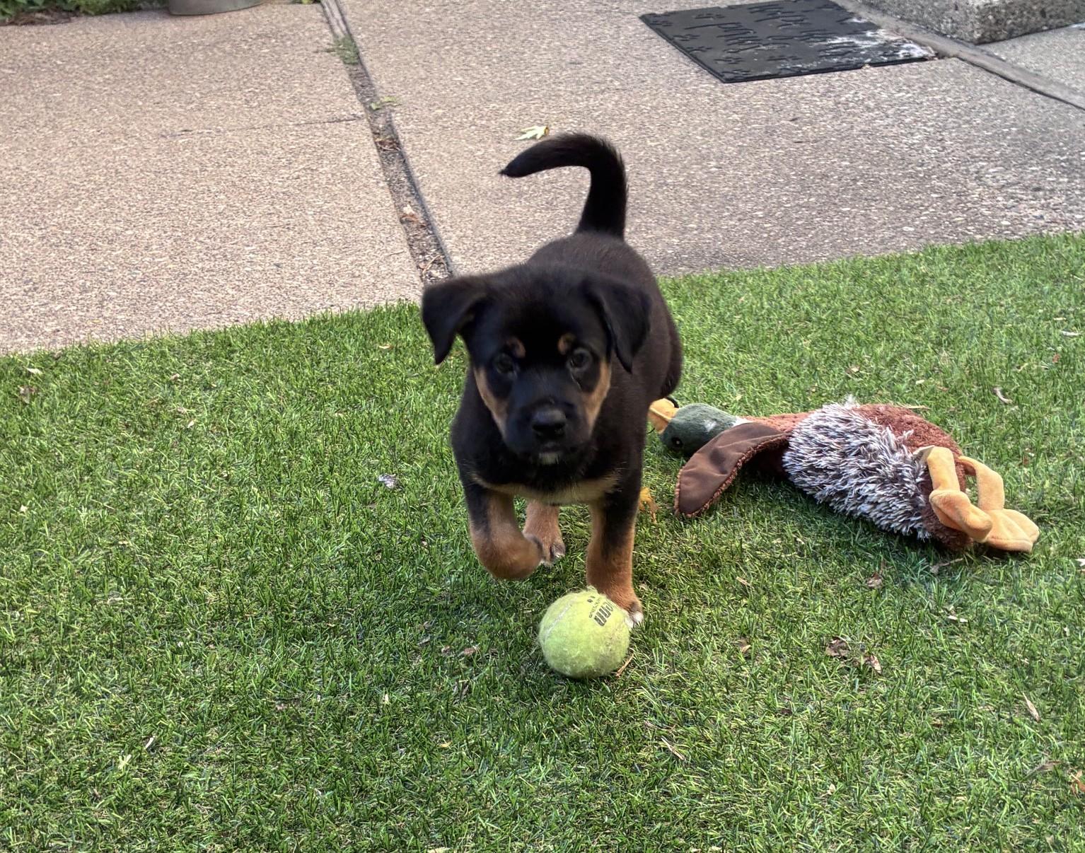 Murray, a ADOPTABLE mixed breed in Minneapolis, MN image 5/6