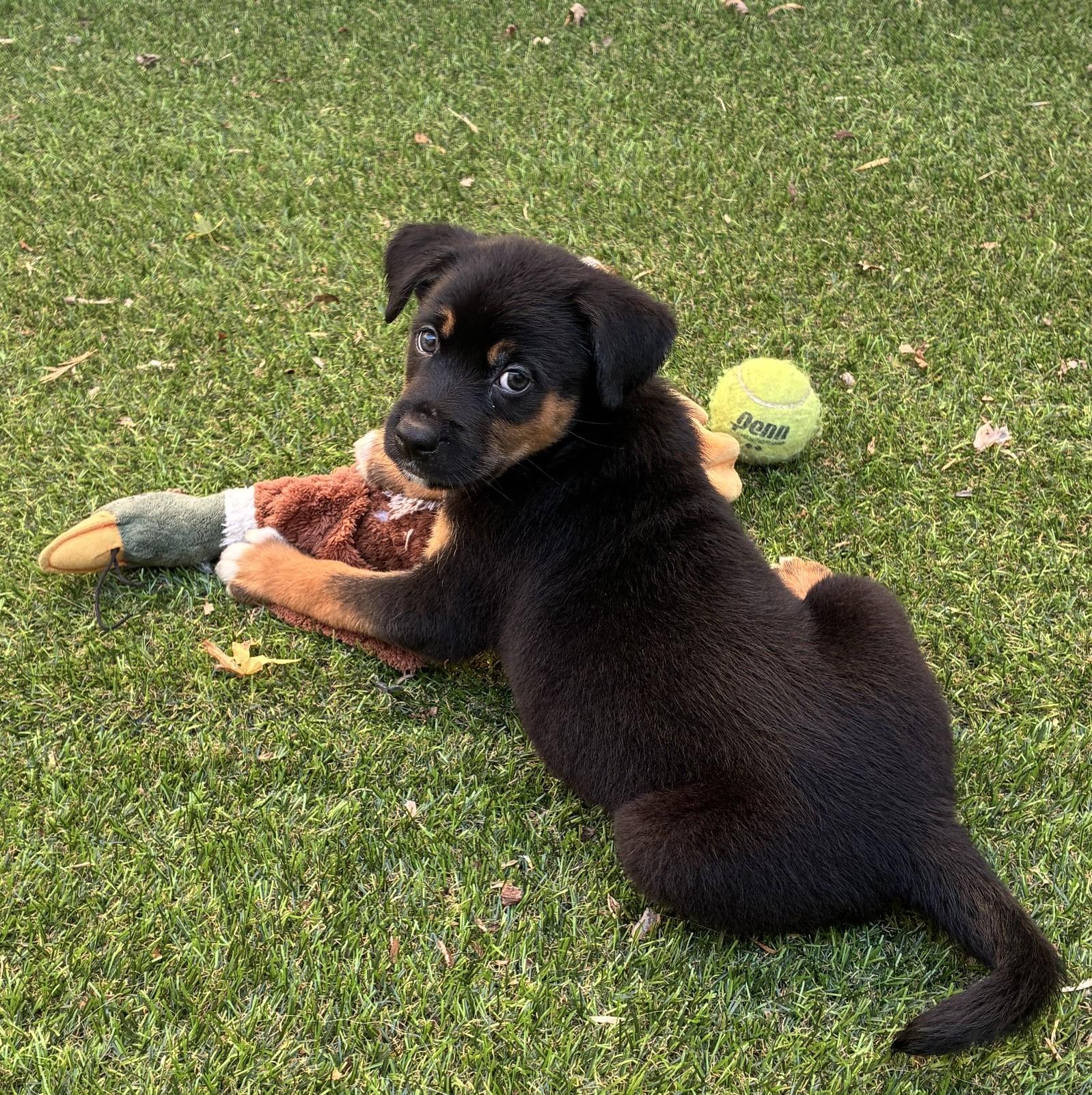 Murray, a ADOPTABLE mixed breed in Minneapolis, MN image 6/6