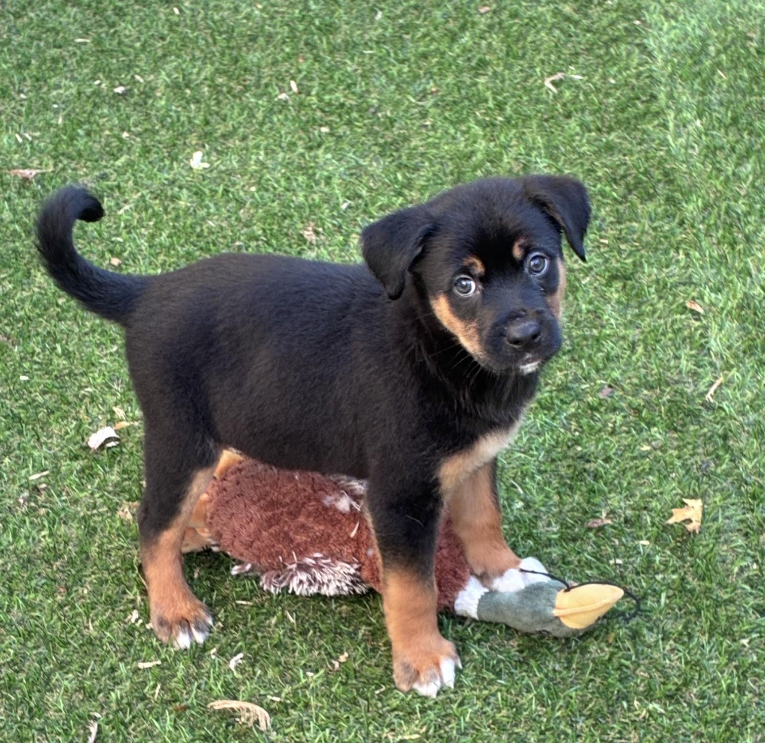 Murray, a ADOPTABLE mixed breed in Minneapolis, MN image 4/6