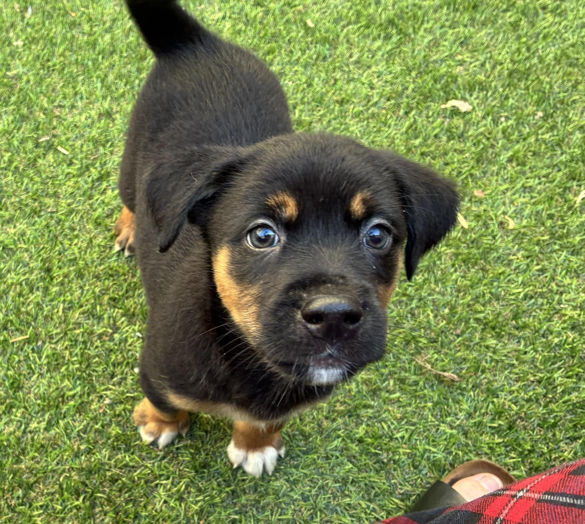 Murray, ADOPTABLE, Puppy Male Shepherd & Mixed Breed.