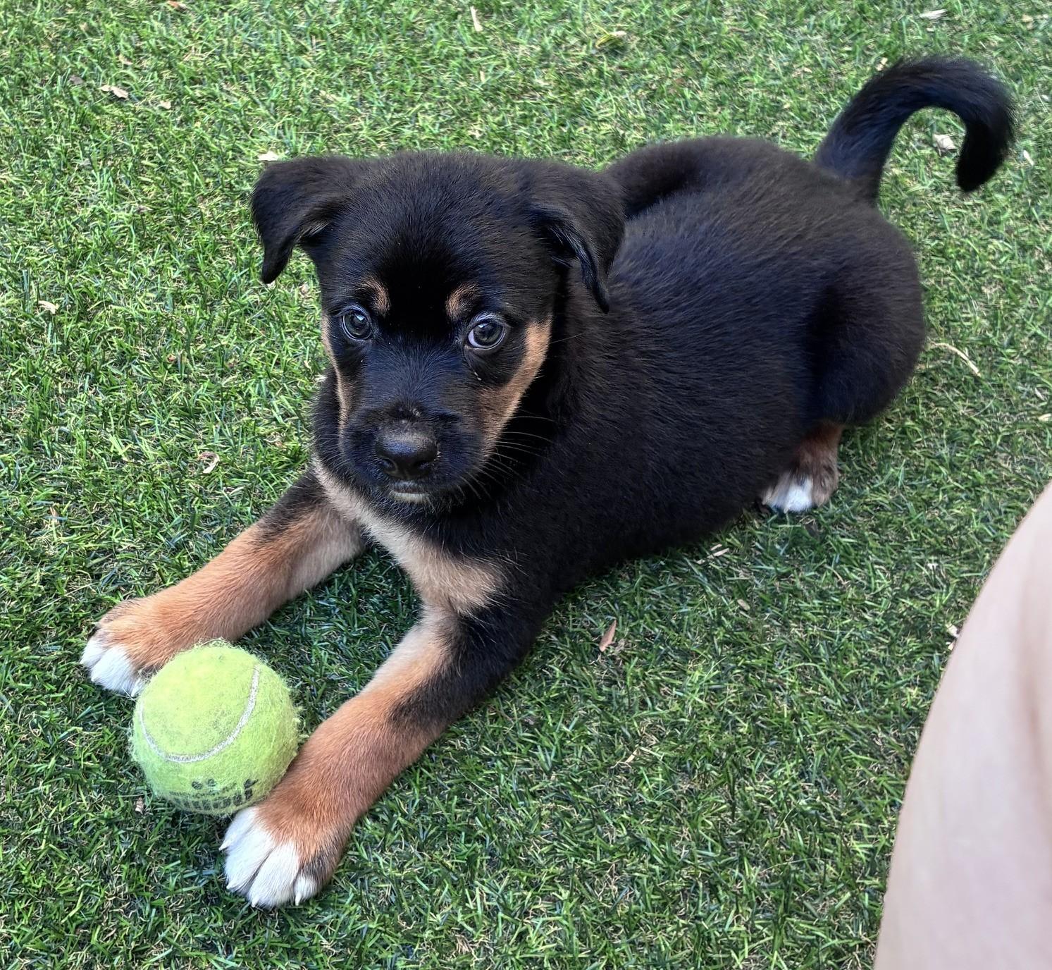 Murray, a ADOPTABLE mixed breed in Minneapolis, MN image 2/6