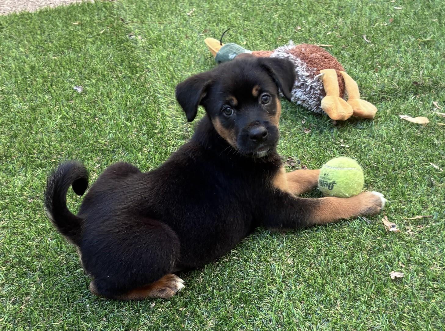 Murray, a ADOPTABLE mixed breed in Minneapolis, MN image 3/6