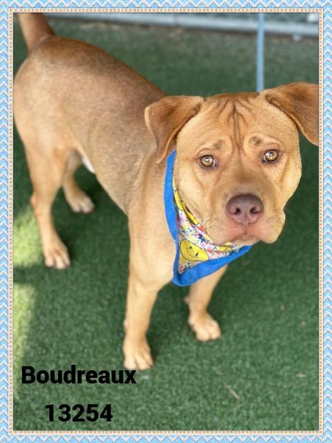Enlarge BOUDREAUX 13254, an adoptable mixed breed in Marietta, GA image 3/5