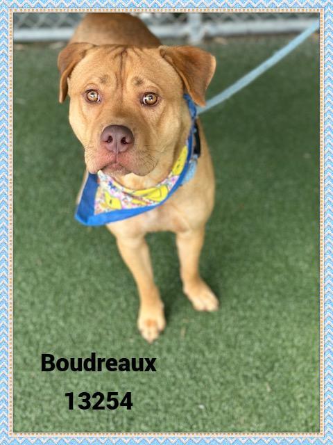 Enlarge BOUDREAUX 13254, an adoptable mixed breed in Marietta, GA image 4/5