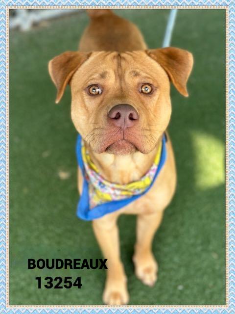 Enlarge BOUDREAUX 13254, an adoptable mixed breed in Marietta, GA image 1/5
