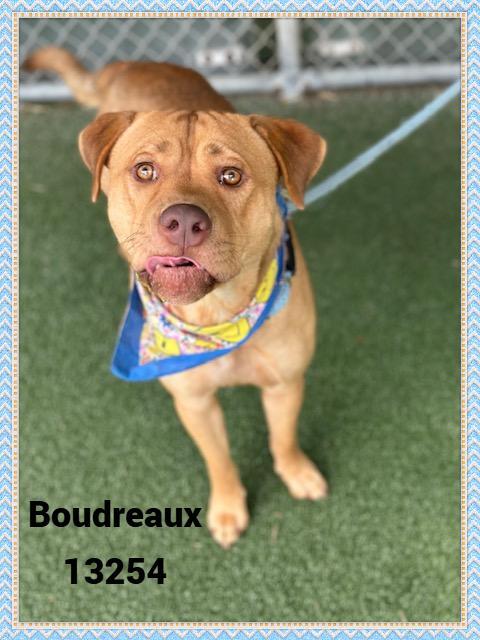 Enlarge BOUDREAUX 13254, an adoptable mixed breed in Marietta, GA image 5/5
