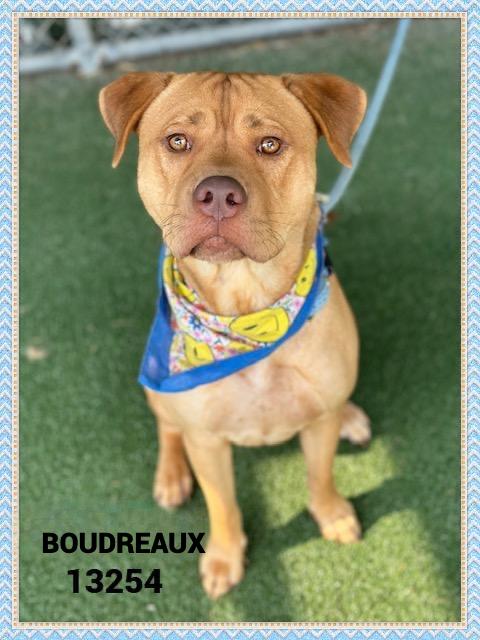 Enlarge BOUDREAUX 13254, an adoptable mixed breed in Marietta, GA image 2/5