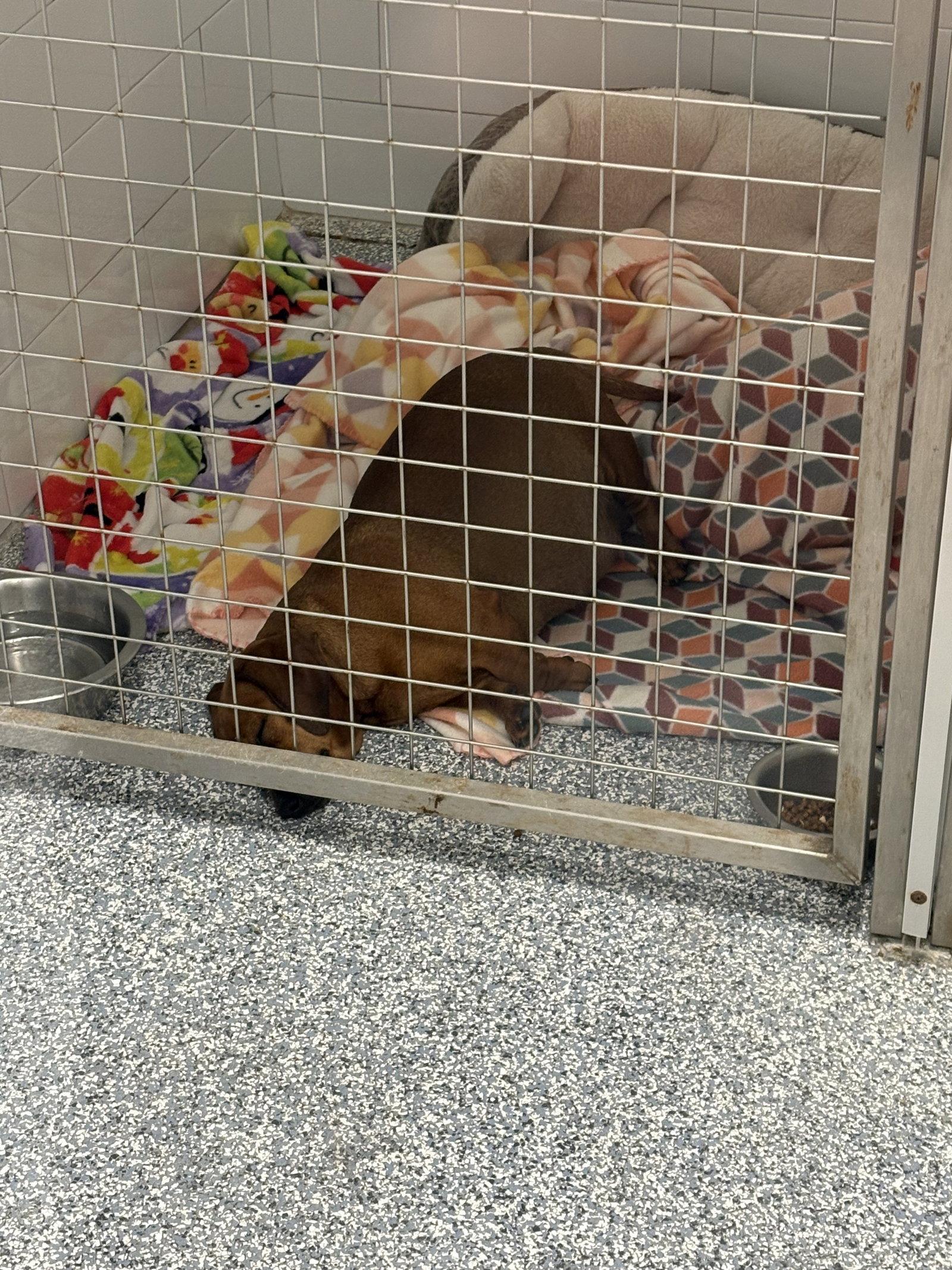 Enlarge Dior, a Adoptable Dachshund in Austin, TX image 2/2