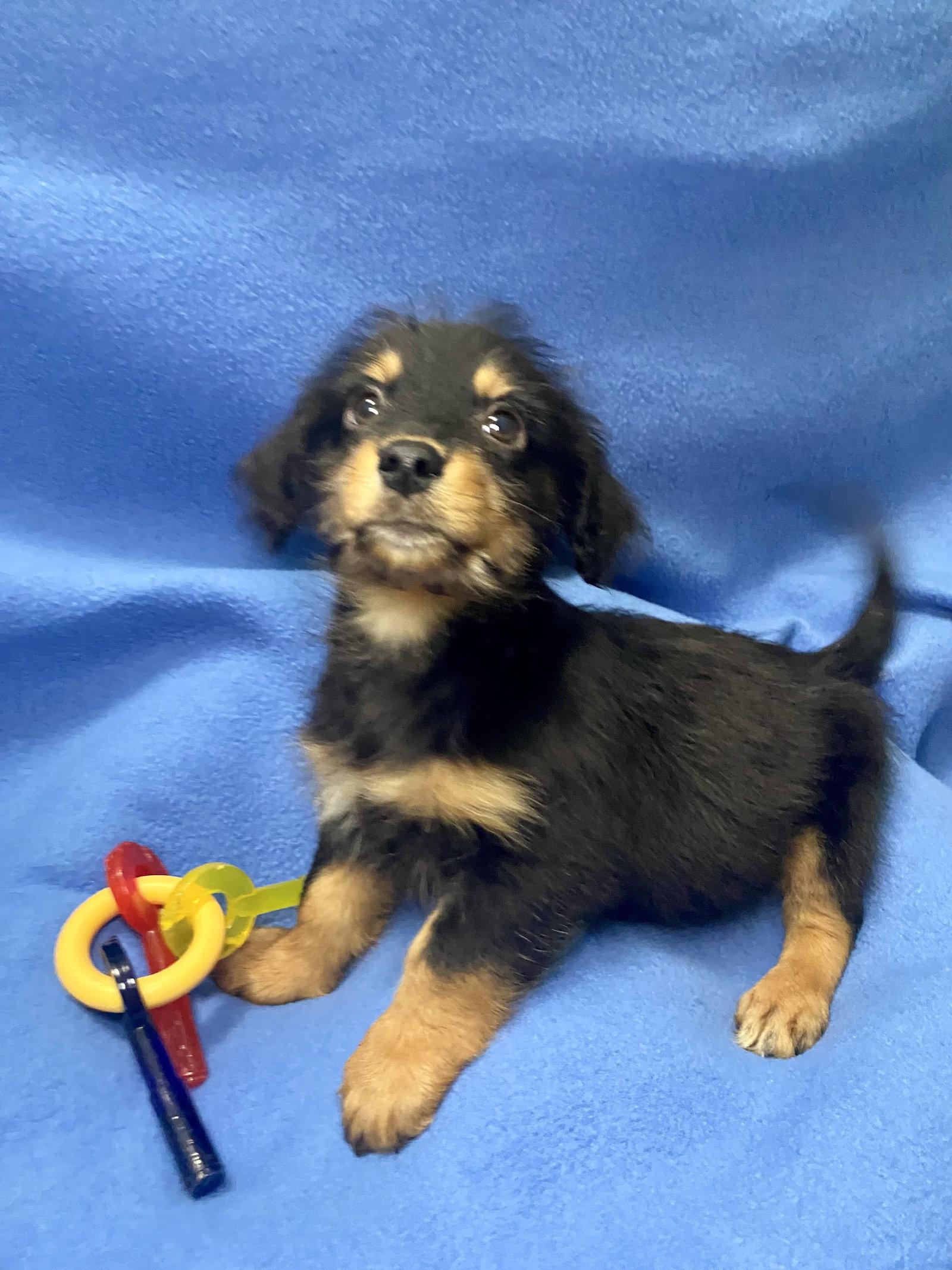 Enlarge Rocco, a Adopted Dachshund in Barnhart, MO image 1/2