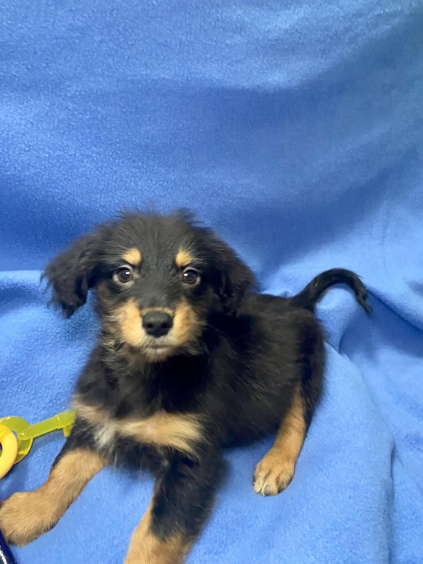 Enlarge Rocco, a Adopted Dachshund in Barnhart, MO image 2/2