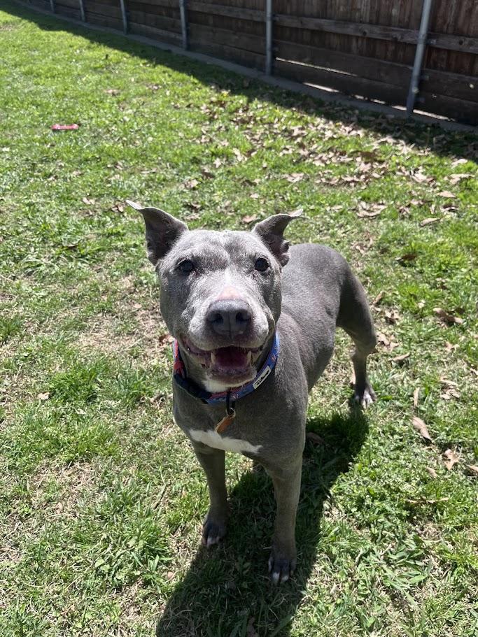 Enlarge Izzy* A215249, a ADOPTABLE mixed breed in Plano, TX image 1/6