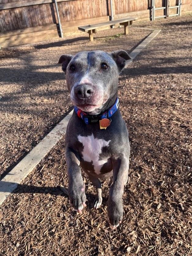 Enlarge Izzy* A215249, a ADOPTABLE mixed breed in Plano, TX image 5/6