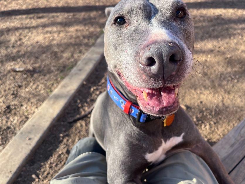 Enlarge Izzy* A215249, a ADOPTABLE mixed breed in Plano, TX image 6/6