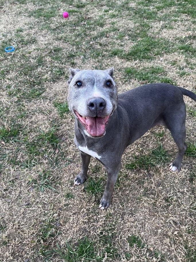 Enlarge Izzy* A215249, a ADOPTABLE mixed breed in Plano, TX image 4/6