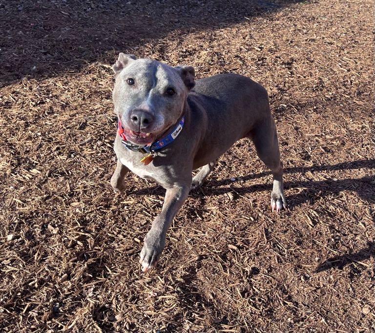 Enlarge Izzy* A215249, a ADOPTABLE mixed breed in Plano, TX image 2/6