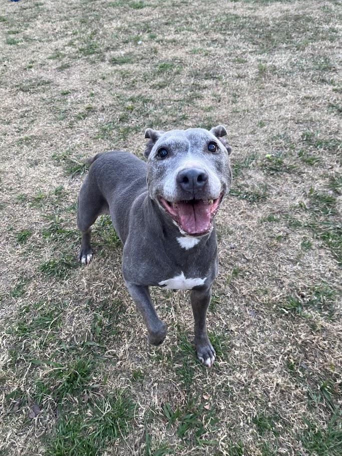 Enlarge Izzy* A215249, a ADOPTABLE mixed breed in Plano, TX image 3/6