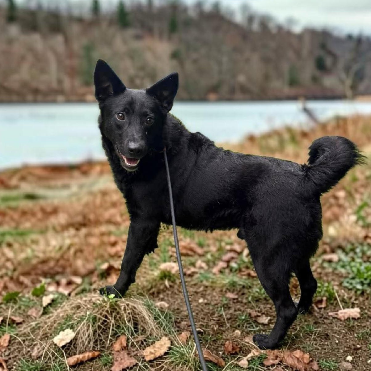 Enlarge Alfalfa, a Adoptable mixed breed in Ravenna, KY image 2/3