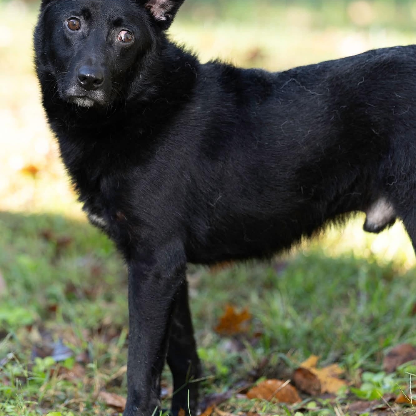Alfalfa, Adoptable, Adult Male Border Collie & Black Labrador Retriever.
