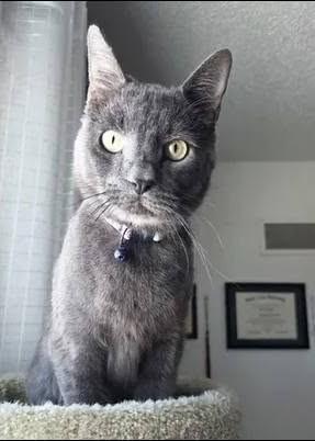 Enlarge Big Boy, a Adopted American Shorthair in Waverly, IA image 2/3