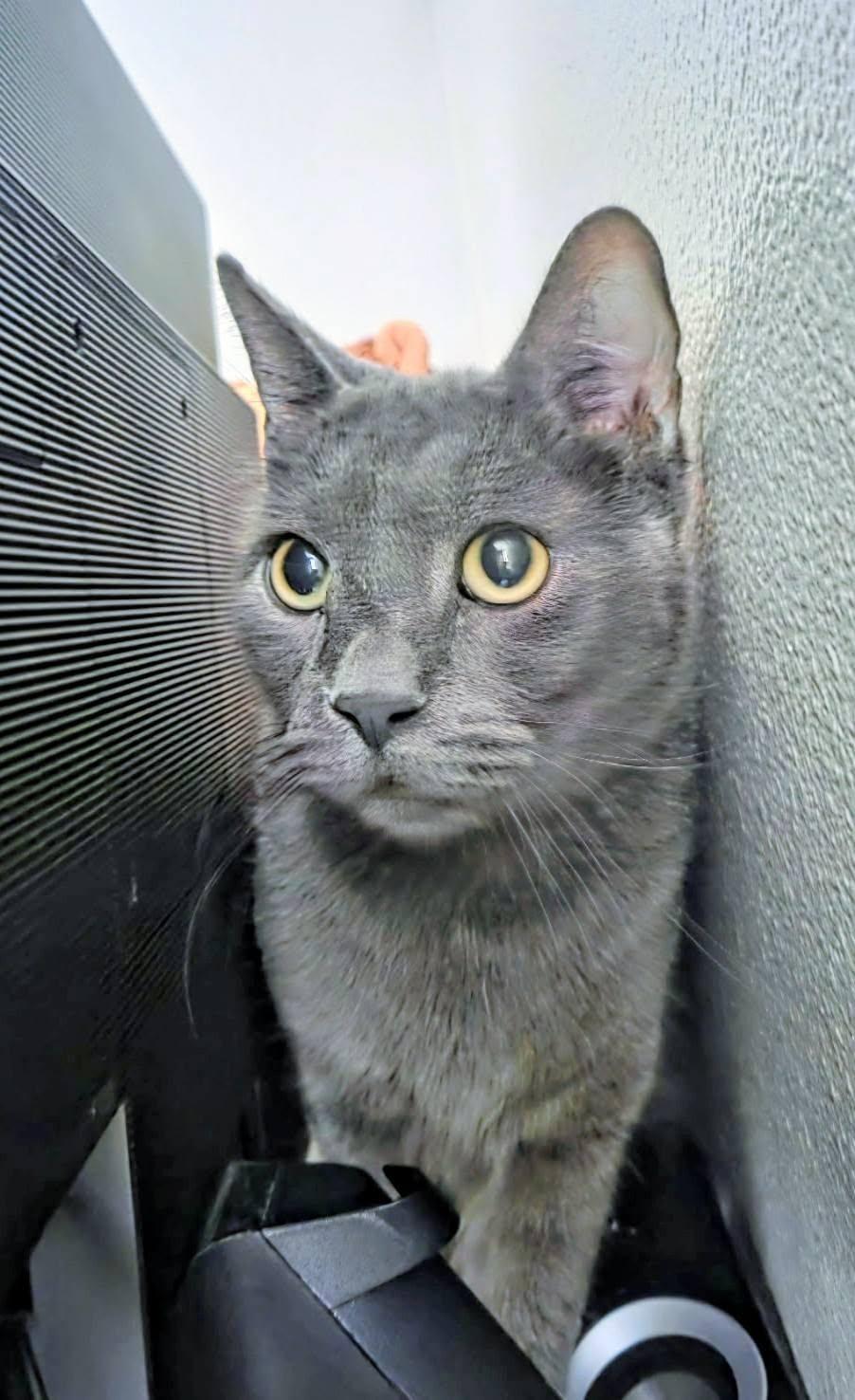 Enlarge Big Boy, a Adopted American Shorthair in Waverly, IA image 3/3