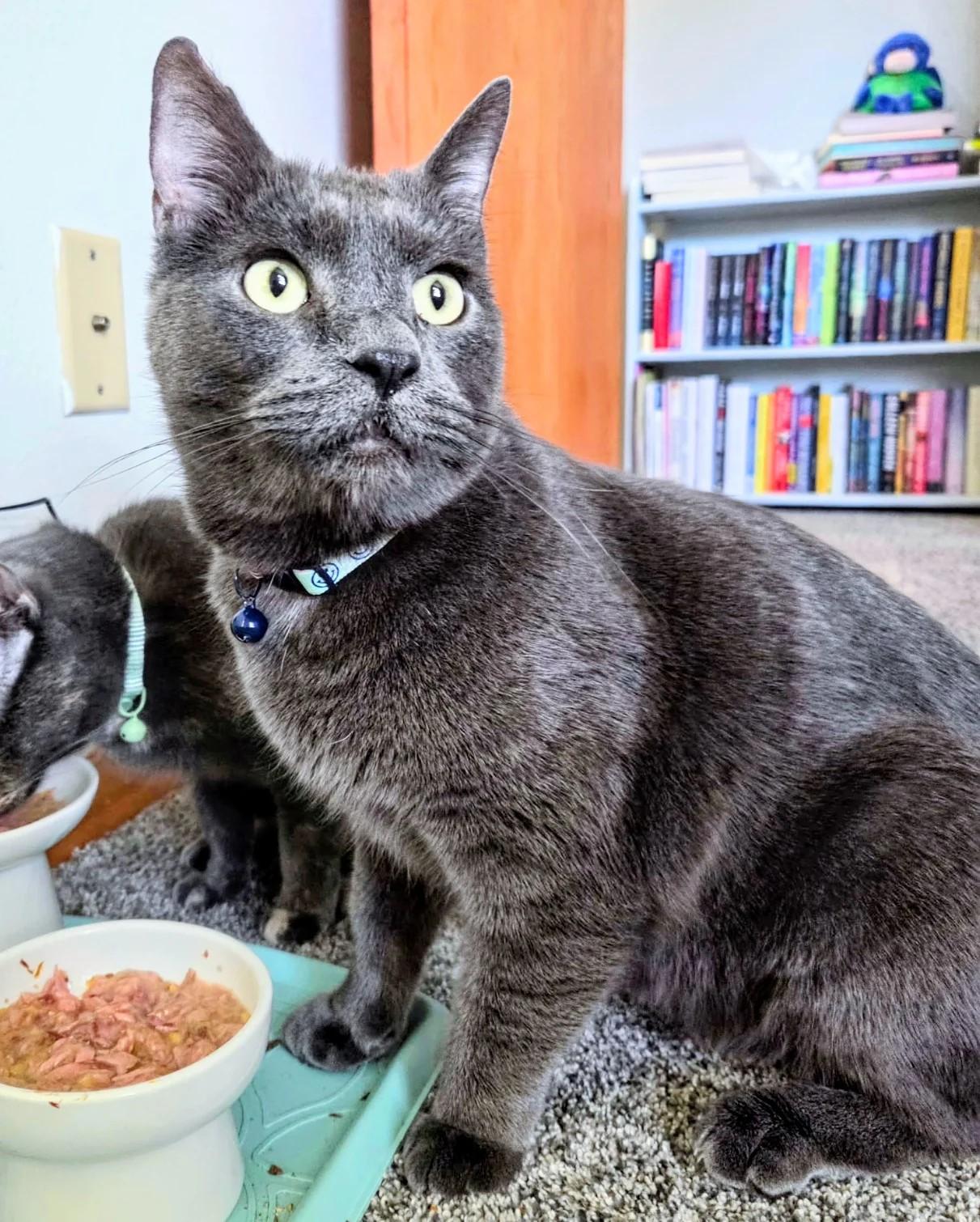 Enlarge Big Boy, a Adopted American Shorthair in Waverly, IA image 1/3