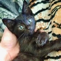 Lemmy Domestic Short Hair Cat