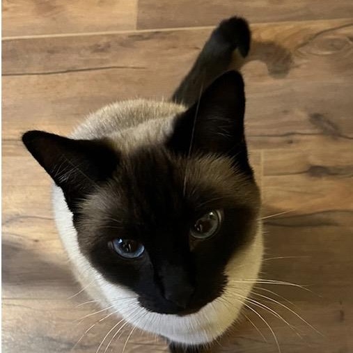 Enlarge Nami, an adopted Siamese in Santa Rosa, CA image 1/1