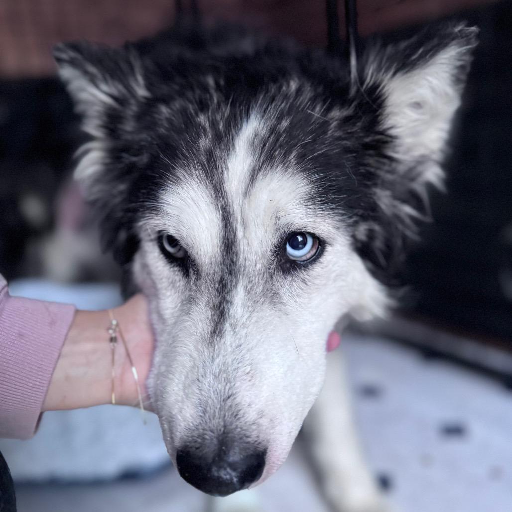 Enlarge Beverly, a Adoptable Siberian Husky in Tacoma, WA image 1/5