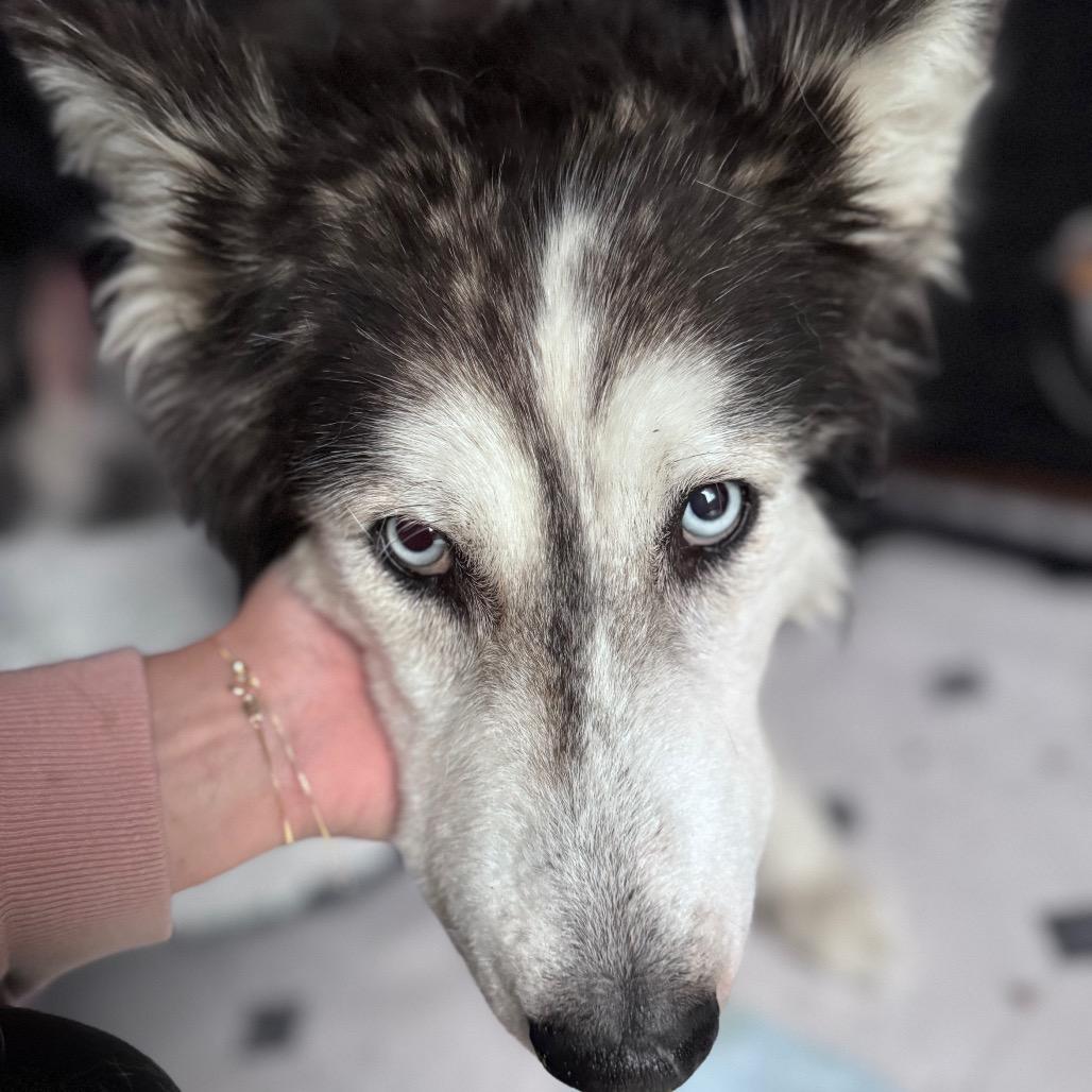 Enlarge Beverly, a Adoptable Siberian Husky in Tacoma, WA image 2/5