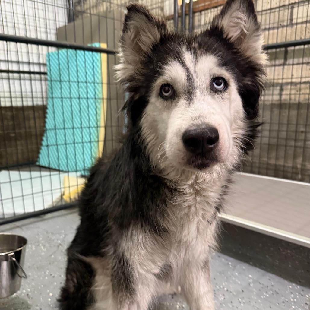 Enlarge Beverly, a Adoptable Siberian Husky in Tacoma, WA image 3/5