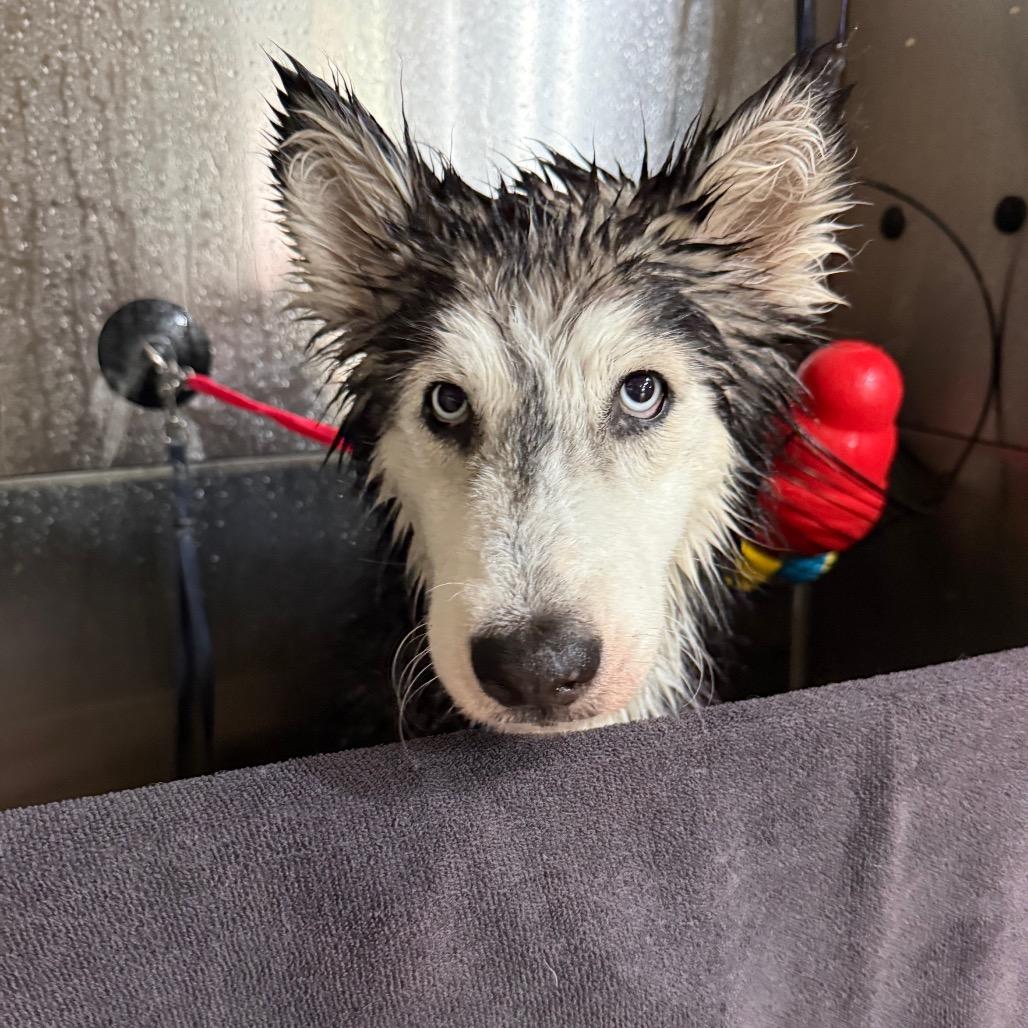 Enlarge Beverly, a Adoptable Siberian Husky in Tacoma, WA image 4/5