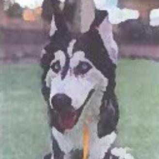 Enlarge Beverly, a Adoptable Siberian Husky in Tacoma, WA image 5/5