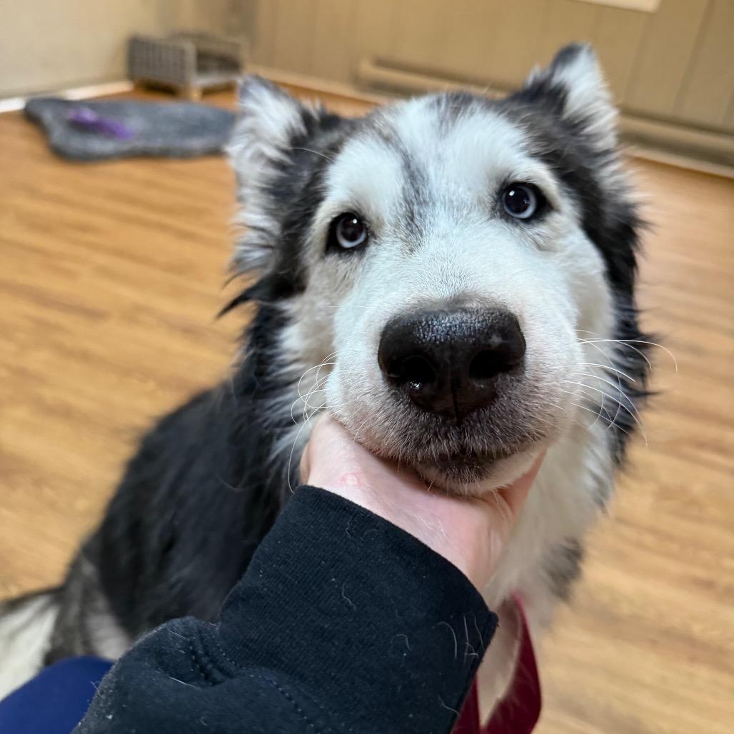 Enlarge Beverly, a Adoptable Siberian Husky in Tacoma, WA image 6/6