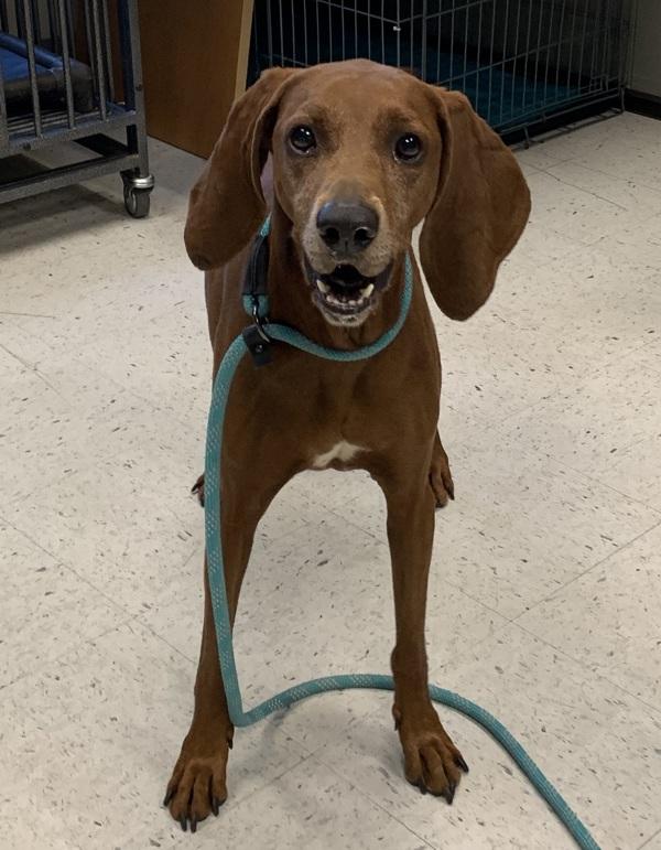 Eden, Adoptable, Adult Female Redbone Coonhound.
