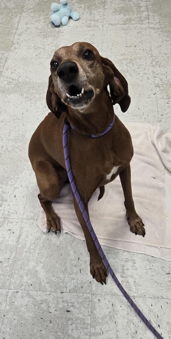 Enlarge Eden, a Adoptable mixed breed in Salt Lake City, UT image 2/5