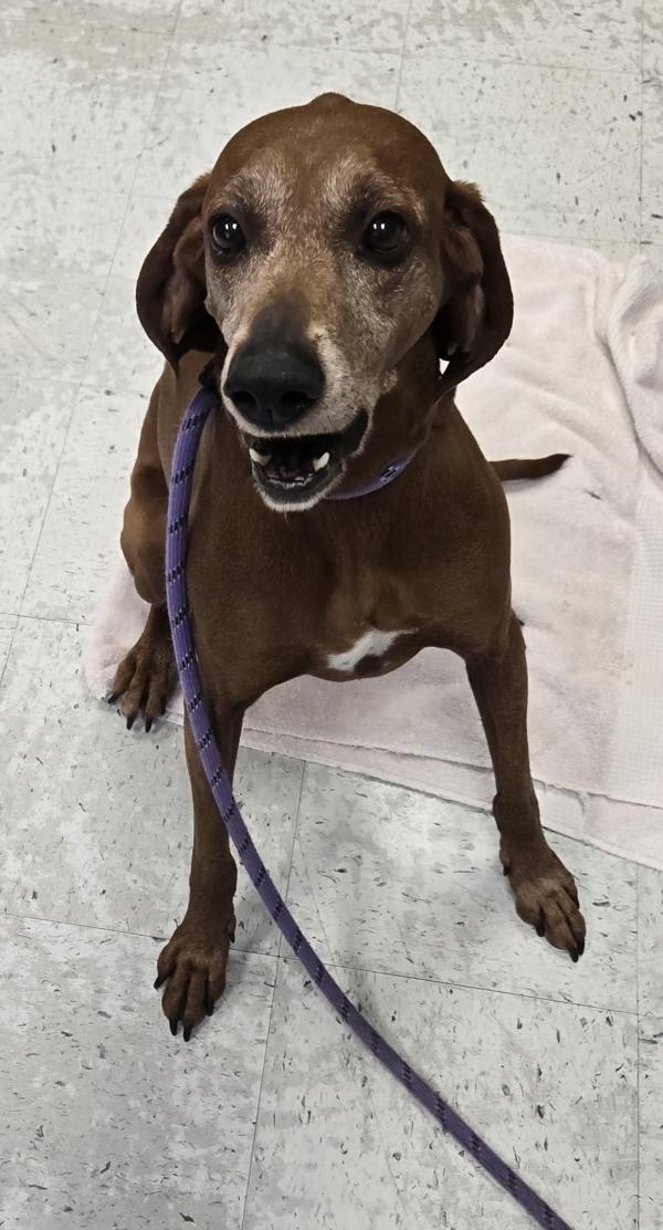 Enlarge Eden, a Adoptable mixed breed in Salt Lake City, UT image 3/5