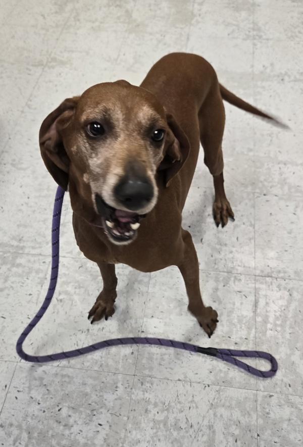 Enlarge Eden, a Adoptable mixed breed in Salt Lake City, UT image 4/5