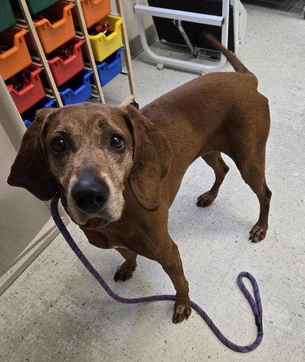 Enlarge Eden, a Adoptable mixed breed in Salt Lake City, UT image 5/5