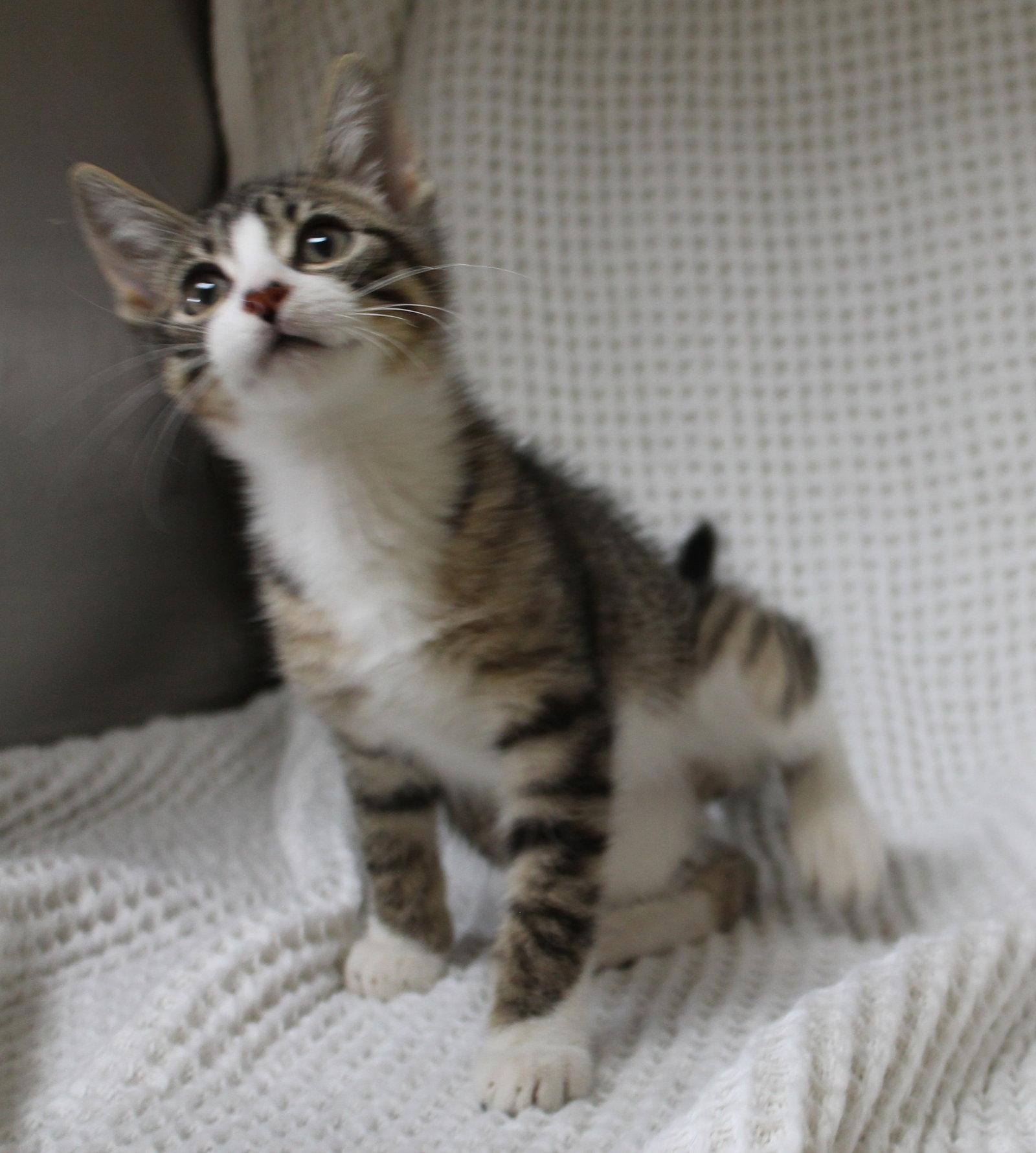 Gizmo - 44433 photo