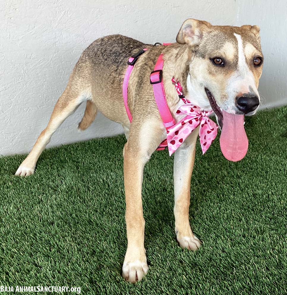 Enlarge Roo, a Adoptable mixed breed in San Diego, CA image 2/3