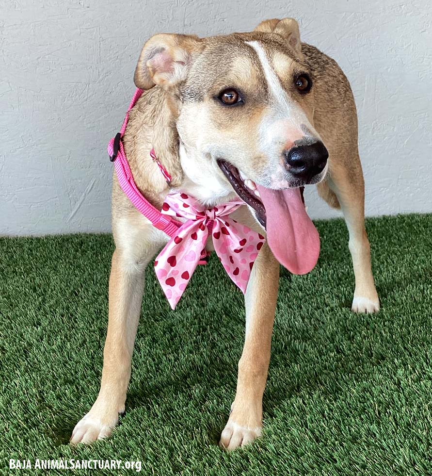 Enlarge Roo, a Adoptable mixed breed in San Diego, CA image 3/3