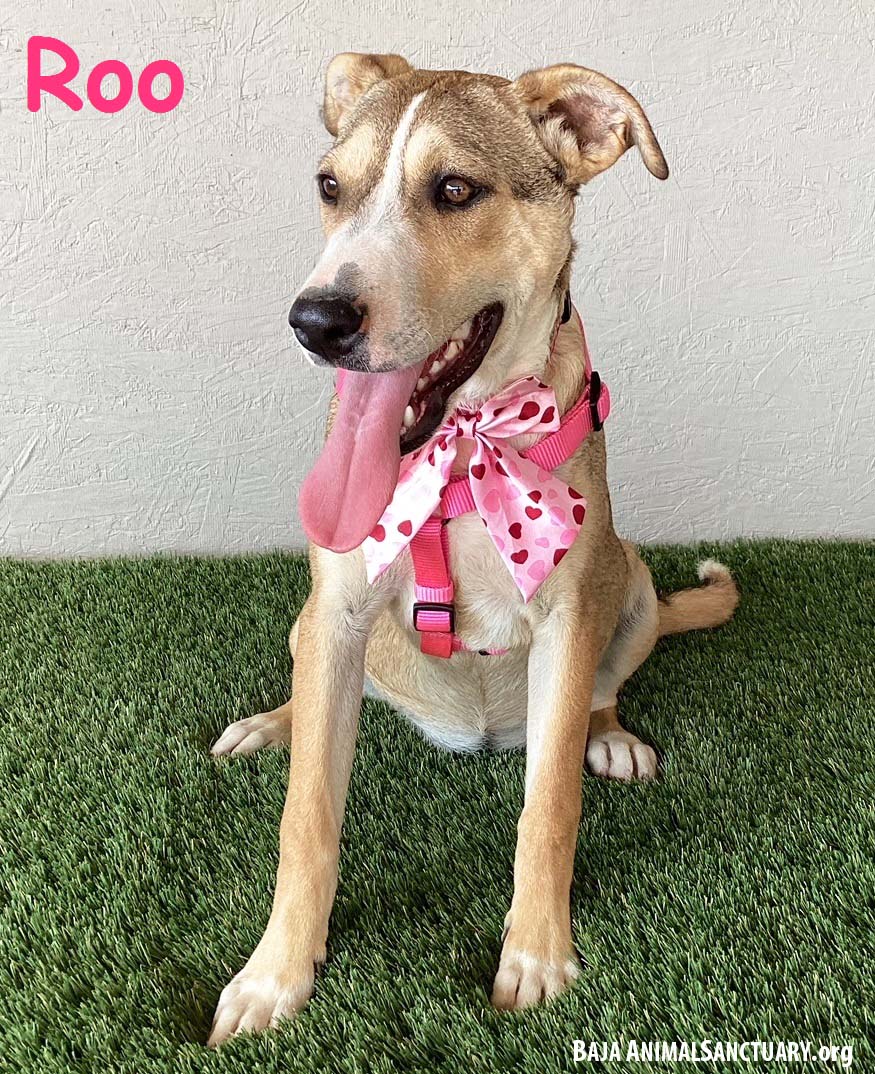 Enlarge Roo, a Adoptable mixed breed in San Diego, CA image 1/3