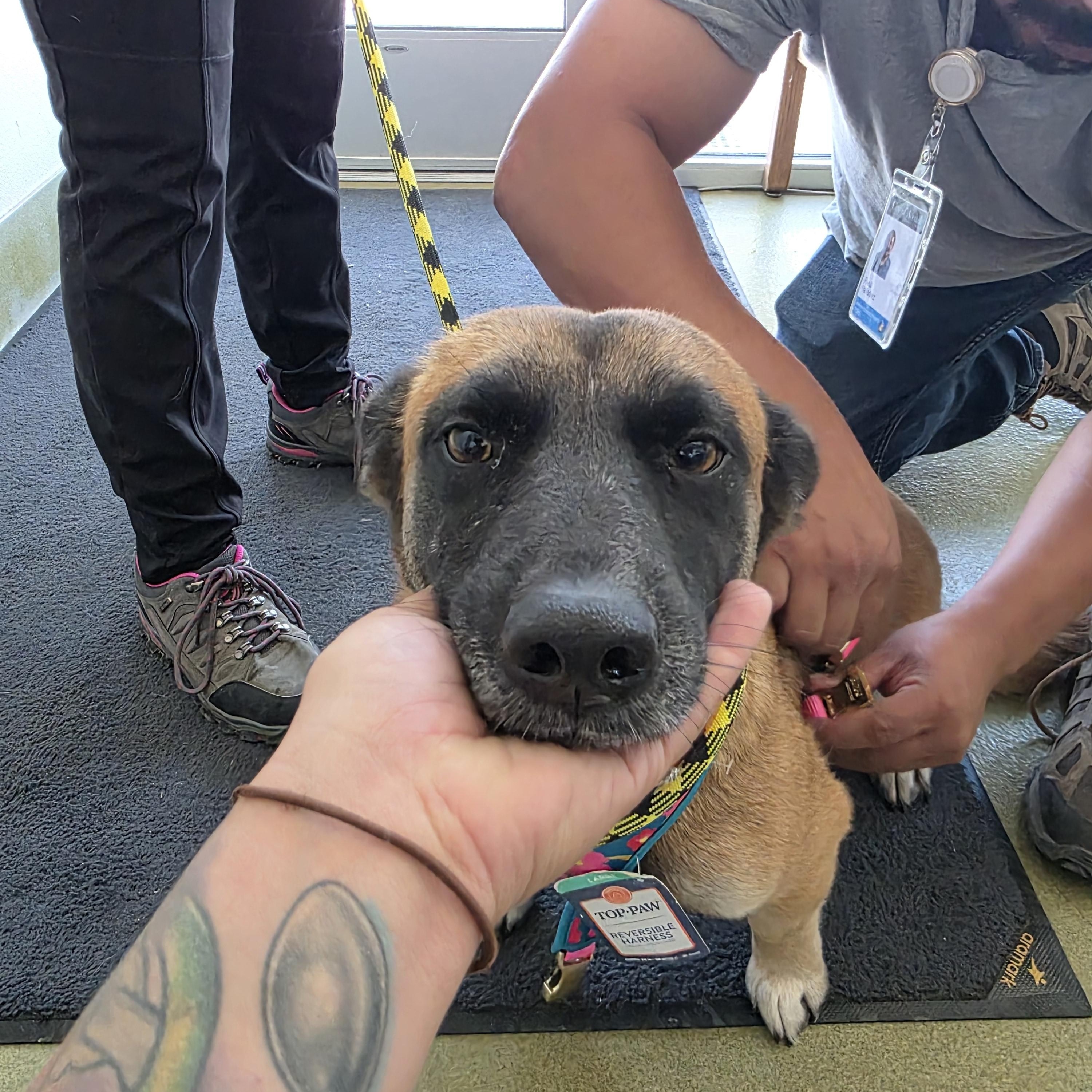 Enlarge Tallulah, a Adopted mixed breed in Santa Clara, CA image 3/4